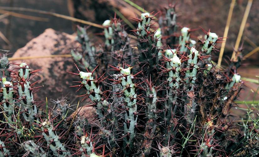Euphorbia aeruginosa