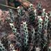 Euphorbia aeruginosa - Photo (c) Wynand Uys,  זכויות יוצרים חלקיות (CC BY), הועלה על ידי Wynand Uys