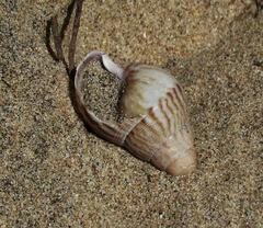 Cochlitoma granulata