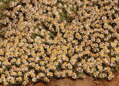 Helichrysum caespititium
