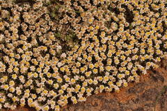 Helichrysum caespititium