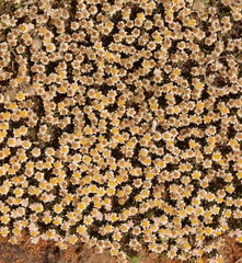 Helichrysum caespititium