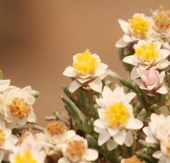Helichrysum caespititium
