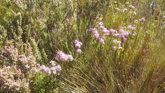 Agathosma odoratissima