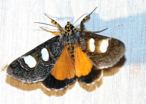 Coryndon's Tiger (Schausia coryndoni) · iNaturalist