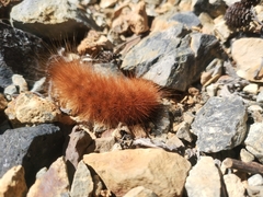 Lepidoptera