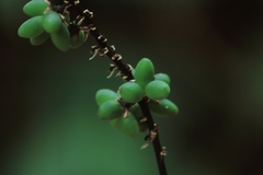 Peliosanthes macrophylla