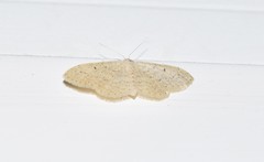 Idaea palaestinensis