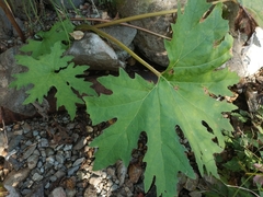 Petasites tatewakianus