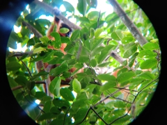 Trachypithecus pileatus