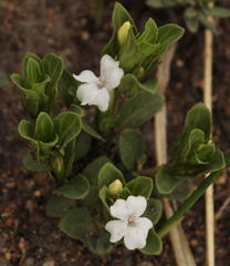 Dyschoriste setigera