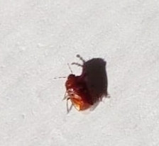 Amnestus pusillus