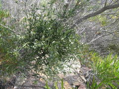 Viscum rotundifolium