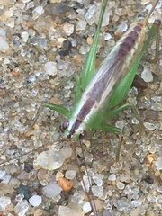 Conocephalus spartinae