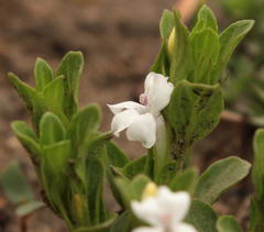 Dyschoriste setigera