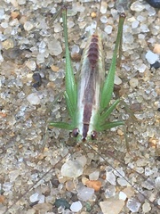 Conocephalus spartinae