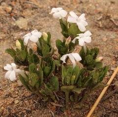 Dyschoriste setigera