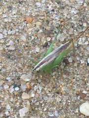 Conocephalus spartinae