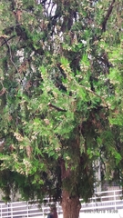 Platycladus orientalis