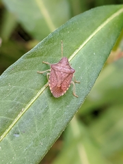 Peribalus strictus strictus
