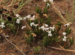 Dyschoriste setigera