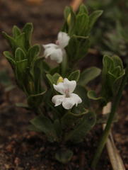 Dyschoriste setigera