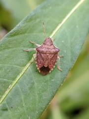Peribalus strictus strictus