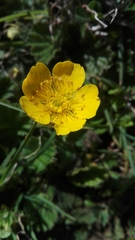 Geum sylvaticum