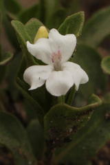 Dyschoriste setigera