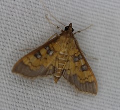 Mimorista subcostalis