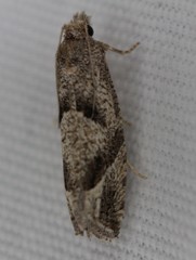 Pelochrista corosana