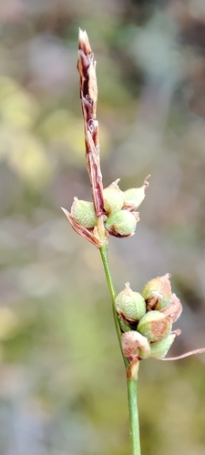 Image of Carex globularis by (c) Yurii Basov, some rights reserved (CC BY)