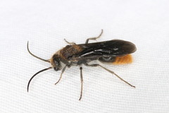 Sphaeropthalma marpesia