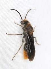 Sphaeropthalma marpesia