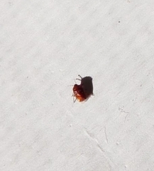 Amnestus pusillus