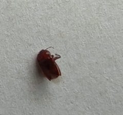 Amnestus pusillus
