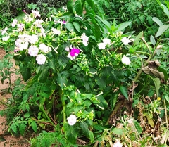 Mirabilis jalapa