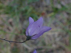 Campanula petiolata