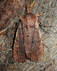 Lithophane oriunda