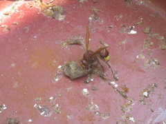 Vespa orientalis