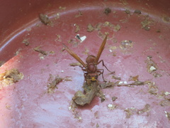 Vespa orientalis