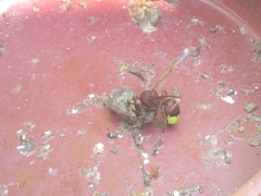 Vespa orientalis