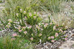 Serruria trilopha