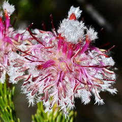 Serruria trilopha