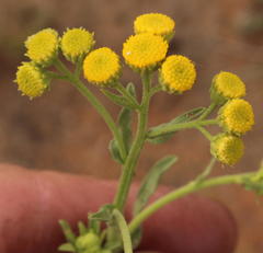 Nidorella