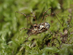 Megabunus diadema