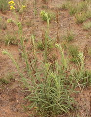Nidorella