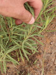 Nidorella