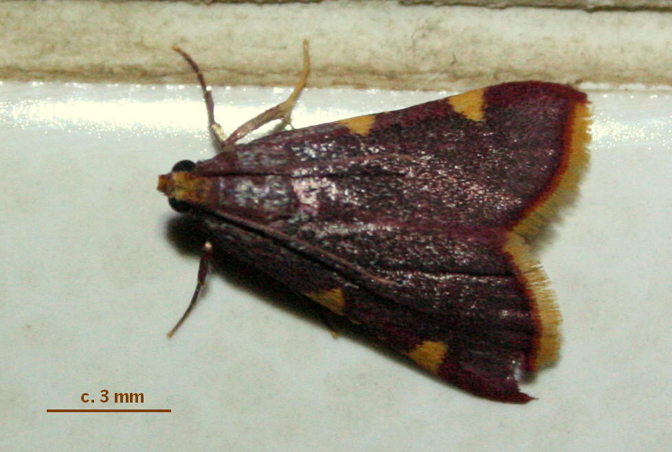 Hypsopygia sanguinalis