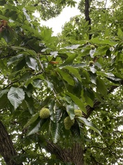Castanea